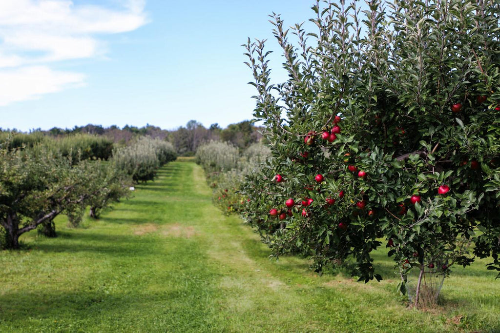Westview Orchards & Winery – Westview Orchards and Winery